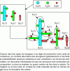 Figure 2 - Example of an L-System with three physiological ages (i.e. three different categories)