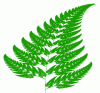 Figure 16 - Barnsley fern (Wikipedia)