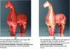 Figure 40 - Non-contact 3D captures of a reconstructed horse statuette in pure copper, with or without slight roughness