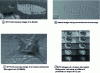 Figure 35 - Examples of third harmonic generation (THG) laser scanning microscopy images (images obtained at LOMA, CNRS)