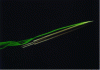 Figure 1 - Parietal injection of dye on an incident ogive. Hydrodynamic simulation (doc. ISL)