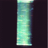 Figure 20 - Three-color chronophotography of solid tracers in a hydrodynamic flow: detection of the three-dimensional aspect (doc. IGE)