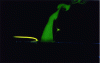 Figure 3 - Interaction of a jet and a boundary layer (doc. LEA - Stability and Transfers group)For the jet (in green) Re = 6,000. For the boundary layer (yellow) Re = 500 with Re Reynolds number.