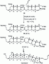 Figure 20 - Gambierol synthesis