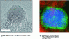 Figure 1 - HR-TEM image of an Au-Pd nanoparticle on TiO2 and XEDS image showing titanium on the TiO2 support, palladium and gold (Christopher Kiely, Lehigh University, JEOL 2200FS 200 kV microscope).