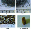 Figure 4 - Shapes of a few grains of powder