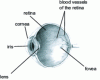 Figure 4 - Cross-section of the human eye