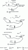 Figure 3 - Mechanism of action of acetylcholinesterase