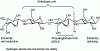 Figure 1 - The cellulose molecule (from [1])