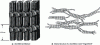 Figure 3 - Architecture of cellulose microfibrils and internal structure of a microfibril (after [6] [7])