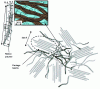 Figure 5 - Model of the physical structure of Nafion® proposed by Rubatat et al. (after [18])