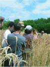 Figure 5 - On-farm visit to biparental crossbreeding trials of wheat populations