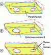 Figure 27 - Association of the nominal model with the real part