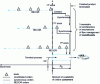 Figure 19 - Summary of downstream-driven flows