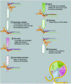 Figure 15 - ZM procedure – Pre-rinsing, draining, rinsing, draining