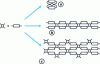 Figure 16 - Formation of micromolecules , linear macromolecules  and three-dimensional macromolecules  from the same reagents