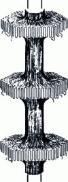 Figure 10 - Schematic representation of a shish-kebab morphology, obtained from solution crystallizations