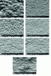 Figure 16 - Scanning electron microscopy observation of the surface of the seven films in the C series, from least oriented (top left) to most oriented (bottom) [8].