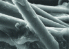 Figure 2 - Effect of effective sizing on glass fiber adhesion – polymer matrix (× 1000) (doc. Owens/Corning Fiberglas)