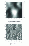 Figure 13 - 2 × 2 m2 height and phase images of the surface of a P(MMA-B-MMA) triblock copolymer film (P. Leclère, R. Lazzaroni)