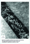 Figure 4 - Aspect of PEEK crystallinity. Heat treatment of PEEK: Tm = 360°C, Tc = 310°C (as shown in figure ). Unsized AS4 fiber