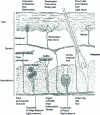Figure 1 - Schematic cross-section of the skin; superficial sensitivity receptors from