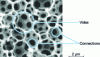 Figure 3 - Porous morphology typical of polyHIPE material