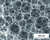 Figure 5 - Microphotograph of a polyHIPE S/DVB material prepared from a 98% by volume HIPE dispersed phase.