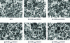 Figure 9 - SEM microphotographs of polyHIPE nanocomposites (x 5000)