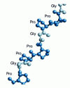 Figure 14 - Representation of the collagen fiber 9 (Pro, Gly: amino acids, see figure )