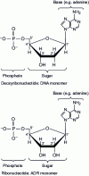 Figure 15 - DNA and RNA monomer formula