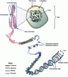 Figure 18 - Schematic representation of DNA localization within a cell 1213