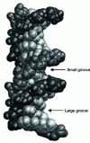 Figure 19 - 3D representation of DNA