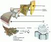 Figure 6 - Schematic representation of cellulose localization 3