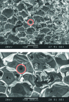 Figure 5 - PUR foam "B" observed by scanning electron microscopy