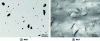 Figure 3 - Examples of observations of a PP/PP-g-MA/OMMT nanocomposite (90/5/5 by mass) by SEM and TEM [3].