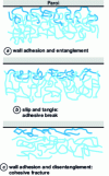 Figure 18 - Molecular mechanisms of surface deformation