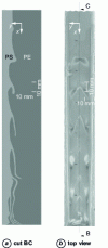 Figure 3 - Unstable polyethylene (PE)/polystyrene (PS) bilayer structure extracted from a coextrusion die 5