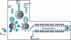 Figure 19 - Schematic diagram of a bi-oriented cold cycle blower