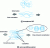 Figure 3 - Diagram of the evolution of a polymer microstructure by bi-stretching