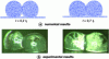 Figure 26 - Coalescence of two grains (500 µm
in diameter) of polypropylene at 190 °C (from [27])