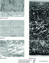 Figure 2 - Observation of fiber orientation