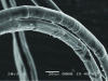 Figure 11 - Hemp fibers. Development of transverse defects by micro-buckling in compression zones