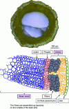 Figure 2 - Cross-section of a flax stem and description of the various parts