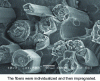 Figure 3 - Fracture facies of a unidirectional ply reinforced with flax fibres