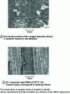 Figure 13 - SEM observation of specimens consisting of 10 plies of F655 composites, one ply of adhesive and 10 plies of F655 composites