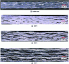 Figure 8 - Optical microscope observations (in the
core thickness of the samples) of thermally decomposed carbon/PPS
laminates under different homogeneous temperature conditions after
a 7-minute exposure in a muffle furnace.