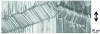 Figure 23 - Microflambements in folds at 0°.