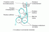 Figure 18 - Pre-impregnation system for dry fabrics