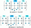 Figure 22 - Structure of FKM co – and terpolymers